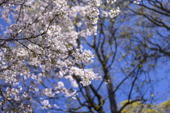 Kirschblüte zu Ostern